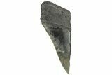Partial, Fossil Megalodon Tooth - Serrated Blade #320674-1